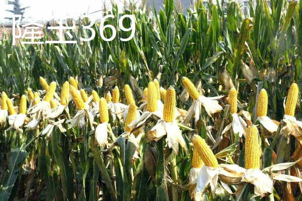 哪些玉米适合2400-2500℃积温，新合916、奥育7020等品种满足要求