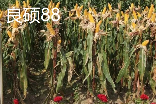 哪些玉米适合2400-2500℃积温，新合916、奥育7020等品种满足要求