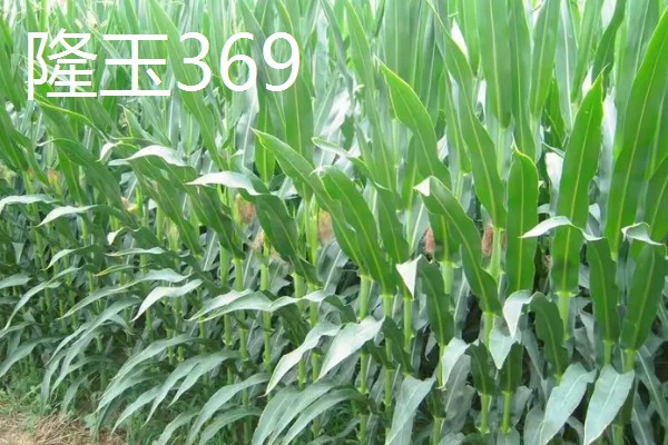 哪些玉米适合2400-2500℃积温，新合916、奥育7020等品种满足要求