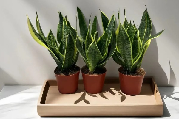 虎皮兰可以放在卧室吗，虎皮兰可以放在卧室