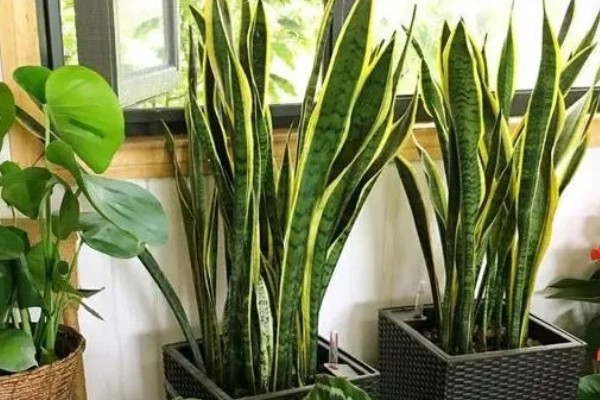 虎皮兰可以放在卧室吗，虎皮兰可以放在卧室