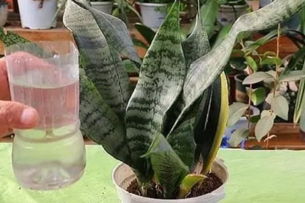 虎皮兰可以放在卧室吗，虎皮兰可以放在卧室