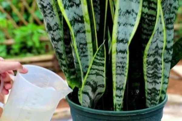 虎皮兰可以放在卧室吗，虎皮兰可以放在卧室