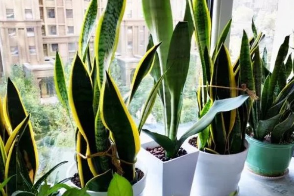 虎皮兰可以放在卧室吗，虎皮兰可以放在卧室