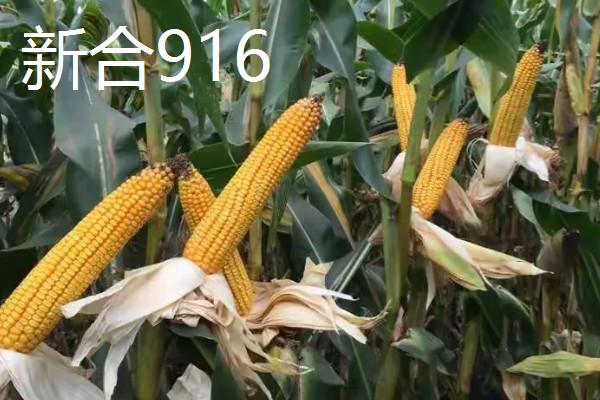 哪些玉米适合2400-2500℃积温，新合916、奥育7020等品种满足要求