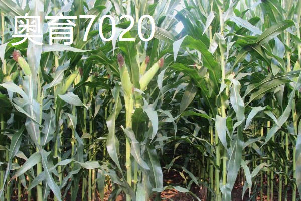 哪些玉米适合2400-2500℃积温，新合916、奥育7020等品种满足要求