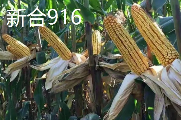 哪些玉米适合2400-2500℃积温，新合916、奥育7020等品种满足要求