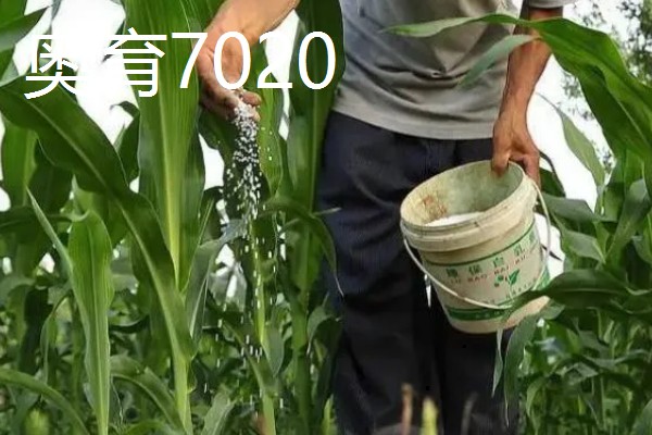 哪些玉米适合2400-2500℃积温，新合916、奥育7020等品种满足要求