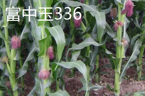 哪些玉米适合2400-2500℃积温，新合916、奥育7020等品种满足要求