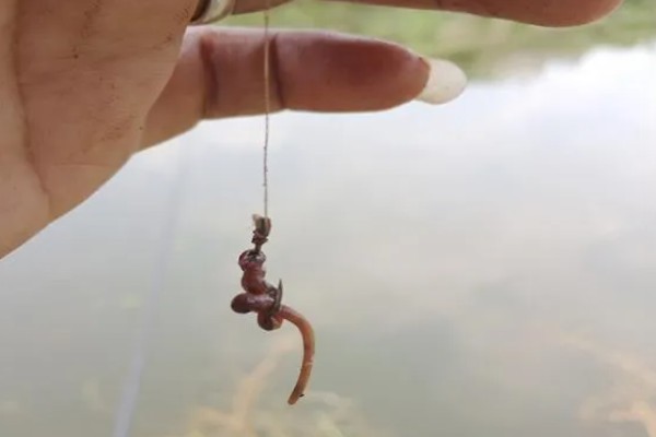 野钓鲤鱼选择哪种小药,春季至秋季以果味、甜味、奶味为宜