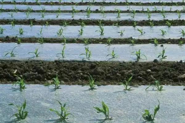 玉米种植用地膜的好处，可增温保温
