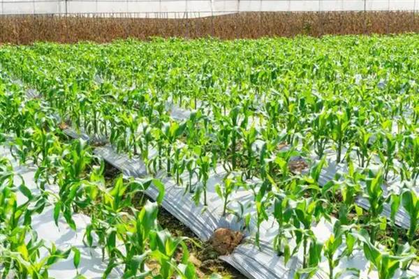 玉米种植用地膜的好处，可增温保温