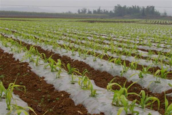 玉米种植用地膜的好处，可增温保温