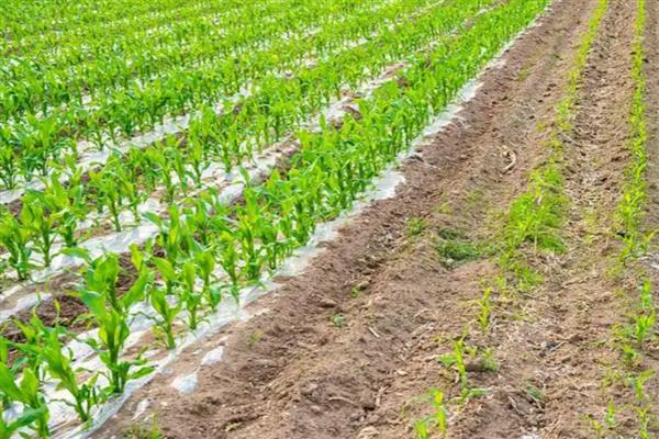 玉米种植用地膜的好处，可增温保温