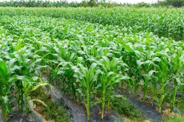 玉米种植用地膜的好处，可增温保温