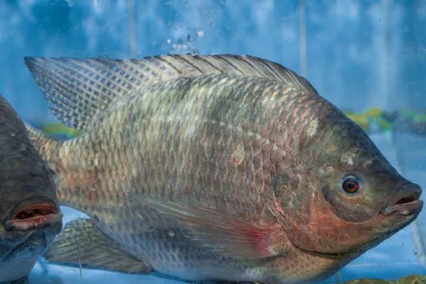 罗非鱼是武昌鱼吗，是两种不同的鱼