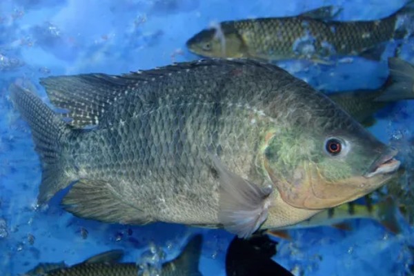 罗非鱼是武昌鱼吗，是两种不同的鱼
