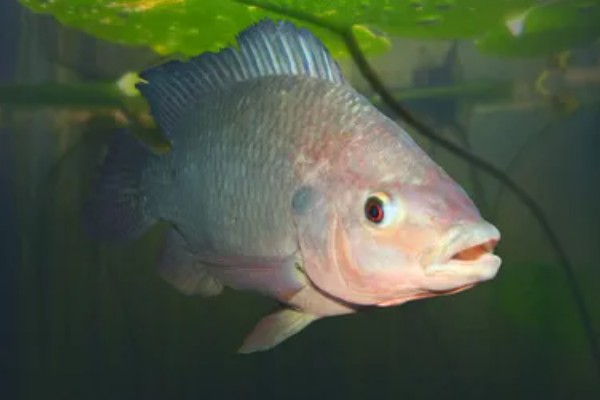 罗非鱼是武昌鱼吗，是两种不同的鱼