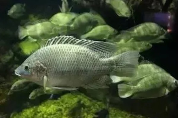 罗非鱼是武昌鱼吗，是两种不同的鱼