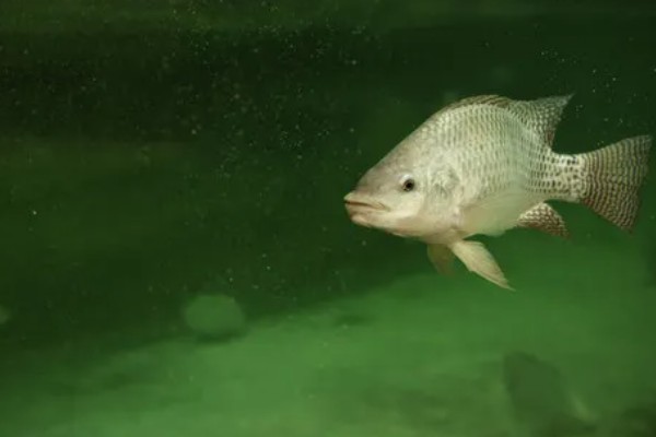 罗非鱼是武昌鱼吗，是两种不同的鱼