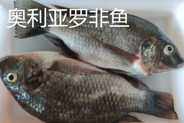 罗非鱼是武昌鱼吗，是两种不同的鱼