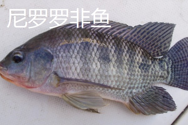 罗非鱼是武昌鱼吗，是两种不同的鱼