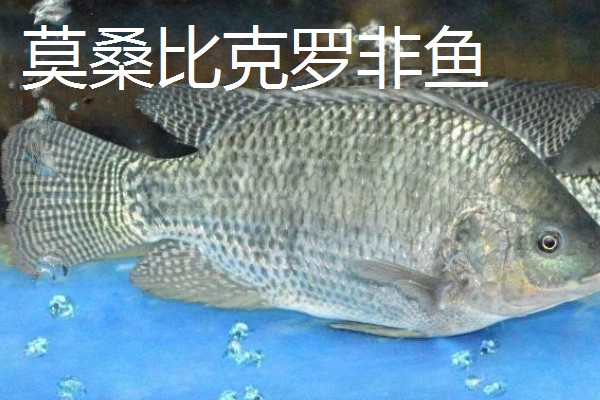 罗非鱼是武昌鱼吗，是两种不同的鱼
