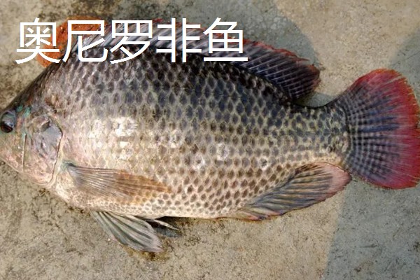 罗非鱼是武昌鱼吗，是两种不同的鱼