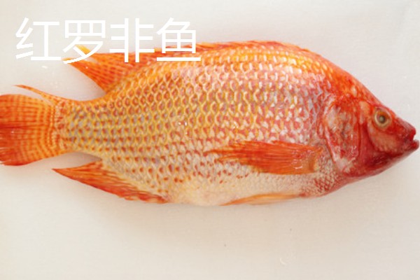 罗非鱼是武昌鱼吗，是两种不同的鱼