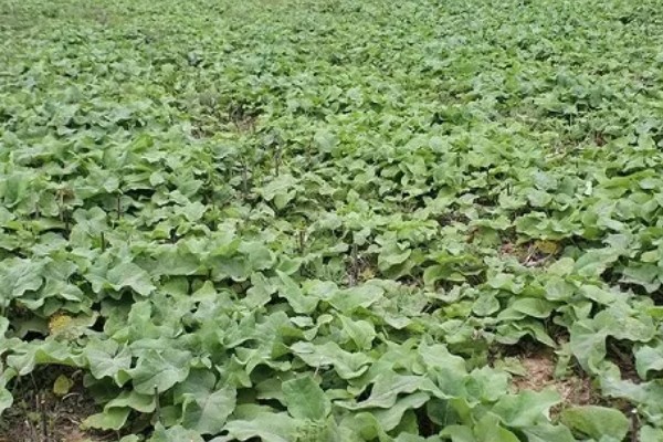 牛蒡的亩产量,亩产约在四千斤到七千斤左右