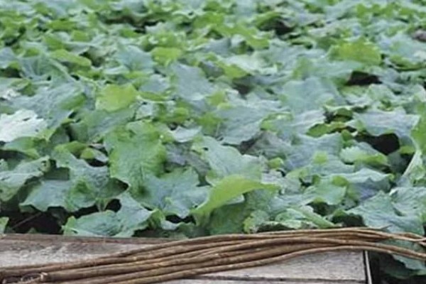 牛蒡的亩产量,亩产约在四千斤到七千斤左右