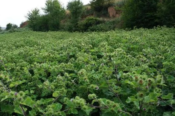 牛蒡的亩产量,亩产约在四千斤到七千斤左右