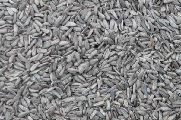 牛蒡的亩产量,亩产约在四千斤到七千斤左右