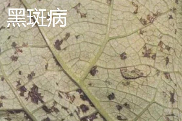 牛蒡的亩产量,亩产约在四千斤到七千斤左右