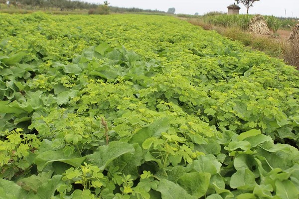 牛蒡的亩产量,亩产约在四千斤到七千斤左右