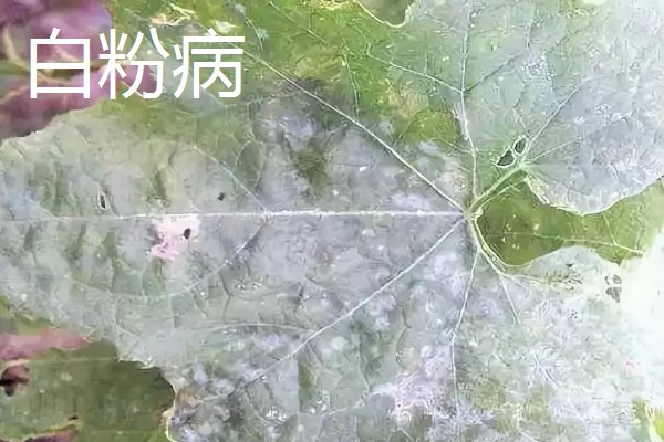 牛蒡的亩产量,亩产约在四千斤到七千斤左右