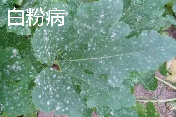 牛蒡的亩产量,亩产约在四千斤到七千斤左右