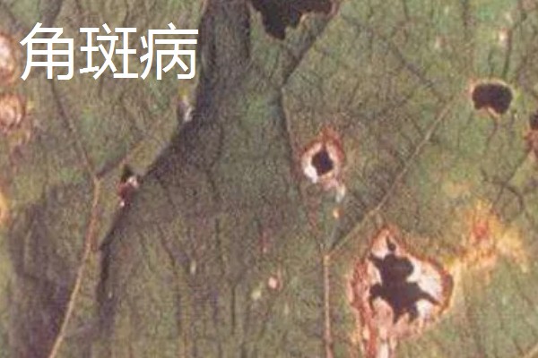 牛蒡的亩产量,亩产约在四千斤到七千斤左右