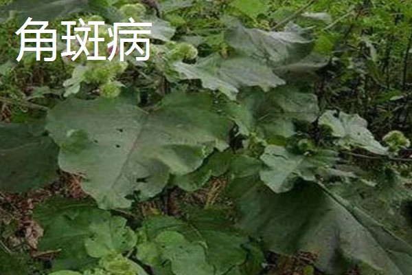 牛蒡的亩产量,亩产约在四千斤到七千斤左右