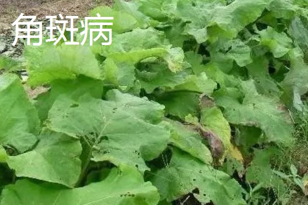 牛蒡的亩产量,亩产约在四千斤到七千斤左右