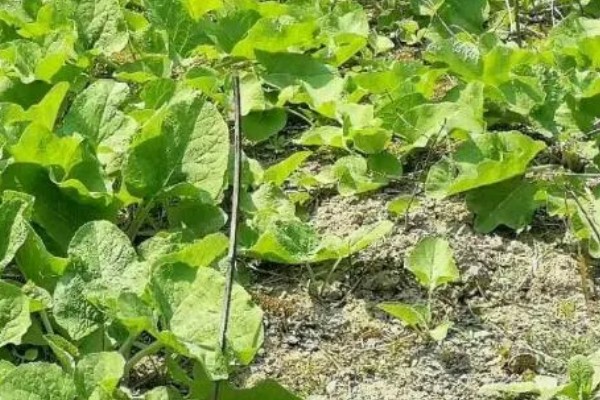 牛蒡的亩产量,亩产约在四千斤到七千斤左右