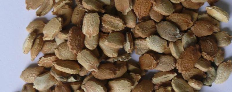 苦瓜种子怎么种植，每穴播种一粒