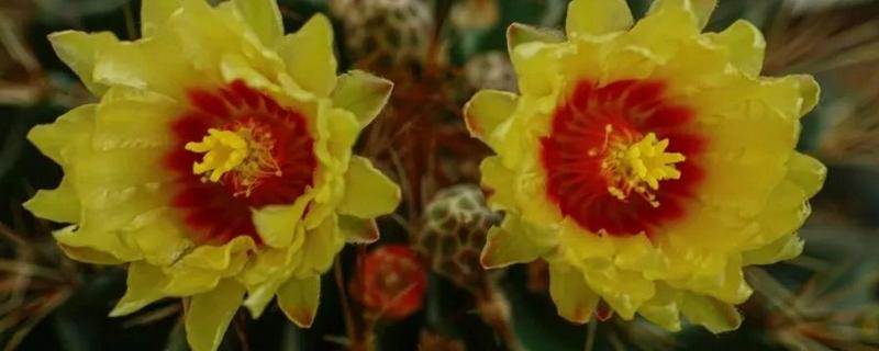 龙王球如何才能生小球，养殖时要让植株接受充足的光照