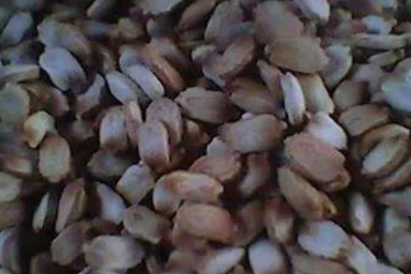 苦瓜种子怎么种植，每穴播种一粒