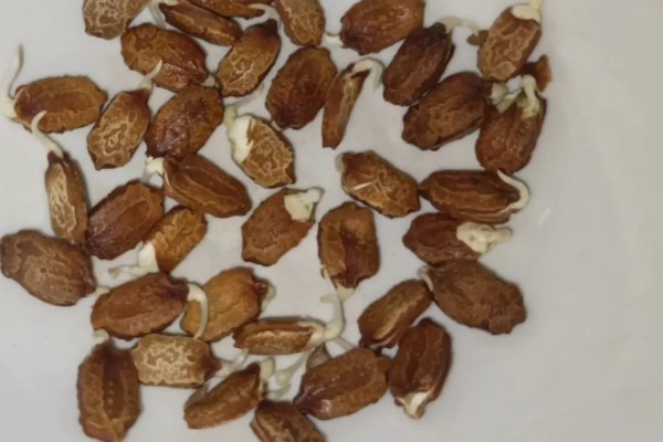 苦瓜种子怎么种植，每穴播种一粒