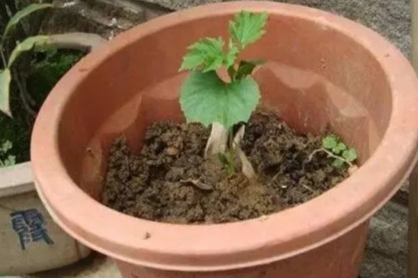 苦瓜种子怎么种植，每穴播种一粒