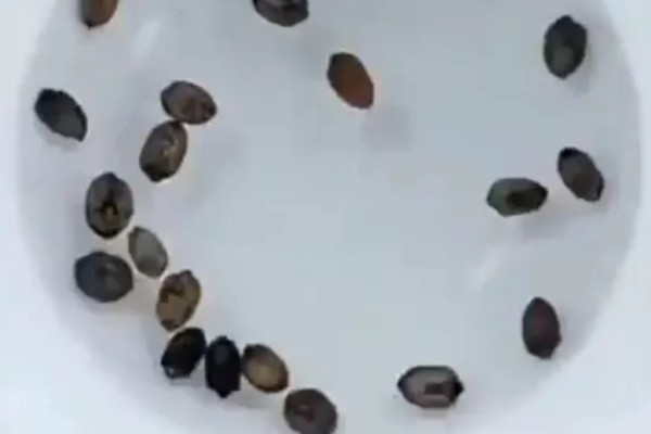 苦瓜种子怎么种植，每穴播种一粒