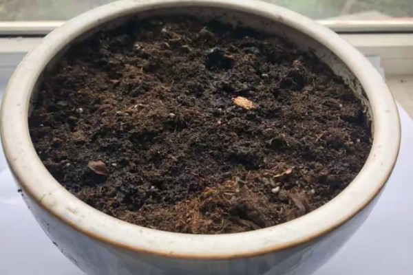 苦瓜种子怎么种植，每穴播种一粒