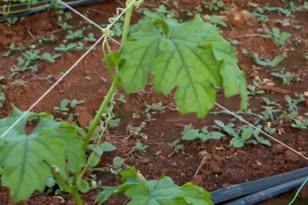 苦瓜种子怎么种植，每穴播种一粒