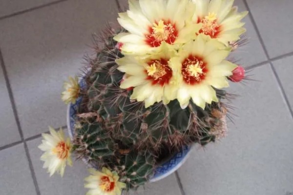 龙王球如何才能生小球，养殖时要让植株接受充足的光照